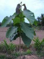 CooPany Teak Wood Plant/Sagwan Strong Wood Plant/Teak tree Pack of 1 Healthy Live Plant with Safe and Secure Packing