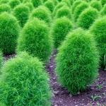PARYAVARAAN Kochia Seeds Mixed Flowers Seeds (Hybrid) - Sow and Grow Fresh Healthy Seed in Your Garden Perfect for Home & Terrace Gardening High Germination Seeds pack of 50 seeds