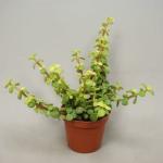 PARYAVARAAN Zed Jade plant Live Indoor Plant with Pot For Home Gardening