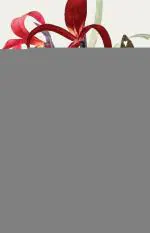 My Shameless Heart- Love Lyrics of Amaru Shatakam Penguin Classics Paperback - A Haksar India Penguin Classics (22 February 2021)