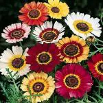 PARYAVARAAN Mixed Colors - Venidium Flower Seeds - F1 Hybrid Flower - Seeds For Home Garden pack of 50 seeds