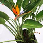 Heaven Of Saplings Bird Of Paradise Plant (Pack of 1)