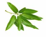 Plantzoin Mango leaf(5 Piece) for Worship/Rituals