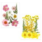 Yellowcult Dried Flowers Medium Yc-Pf2022S10-06