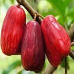 Corofitam Wax Apple White Wax Fruit_wax apple plant nvsk pai(x499