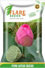 Flare Seeds Flower Pink Lotus Seed 10 Per Packet