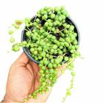 INDIAN FLORA : String of Pearls , Natural Live Plant , Plastic Pot , Air Purifying , Home Decor ,