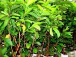 Indian Gardens - Say Green, Stay Grow Green Violet Guava Live Plant