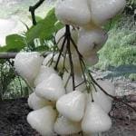 Cloud Farm Hybrid Thai White Jamun Plant - 200 mm CF_O248