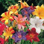 PARYAVARAAN Imported Day lily / Daylilies Flower Hybrid Bulbs For Home Gardening Blooming Flowers (Multi (Hybrid-Mix), Pack Of 10 Bulbs)