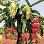 Cloud Farm Hybrid Pink Dragon Fruit Plant - 200 mm CF050
