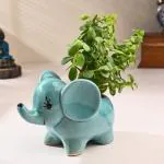 FlowerAura Air Purifying Live Indoor Jade Plant In Elephant Ceramic Pot For Living Room, Balcony, Bedroom, Home/ Office Decor, Birthday Gift, Anniversary Gift, Diwali Gift & Occasions Gift