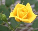 Plantzoin Indian fragrant rose Desi gulab Rosa indica Golapa(Yellow) Plant