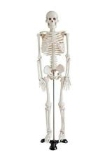 WKM Human Skeleton Model with Stand 85 cm