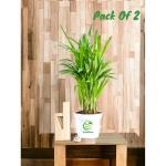 Cloud Farm Areca Palm Air Purifier Natural Plant, Pack Of 2 SCF_59