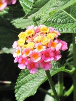 PLATONE Lantana Plant (Hybrid, Pack Of 1)