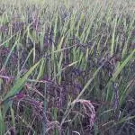 AYODvati Black rice paddy seeds!! Kala namak dhan beej!! organic paddy seeds 500g