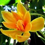 Cloud Farm Hybrid Golden Champak Plumeria Plant - 200 mm CF_A132
