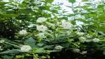 PLATONE nyctanthes Arbor tristis plant, it is a plant not a seed(Pack Of1)