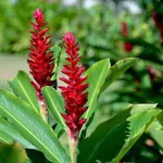 Ashokavanam Red Ginger (Alpinia Purpurata) plant