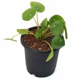 India Gardening Chinese Money Plant/ Pilea peperomioides Live Plant