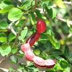 Plantzoin Sweet tamarind Jangal jalebi Pithecellobium dulce Seema kainya Live Plant