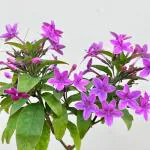 Online Plant Bazar Purple Tagar Crape Jasmine Flower Live Plant