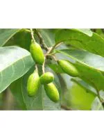 Odiplantz Bastard myrobalan Live Plant