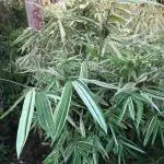 Hug A Plant Variegated Bamboo Plant Ornamental Live Plant (Home & Garden)