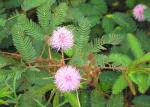 Plantzoin Touch-me-not Chui-mui Mimosa pudica Lajakulilata Live Plant