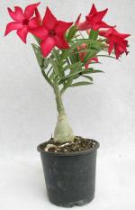 Zomoloco Flower Adenium Hybrid Plant - 110 Mm