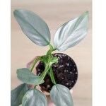 Ashokavanam Philodendron Silver Sword Plant (Hastatum)