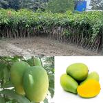 GREEN LINE Nursery Rare Thai Chok Aam Mango 2 Healthy Hybrid Live Plant Mango
