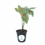 Yours Plants Caladium Fancy Bicolour-Queen of leafy, Live Plant for Home Garden | Indoor Plants collection