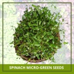 Farmgokart 1000 Nos of SPINACH Microgreen Seeds | Best Suitable For Terrace And Home Gardening