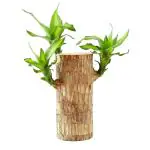 FOBHIYA Brazilian Lucky Bamboo Live Plant, Good Luck Plant, Healthy Indoor Plant, Feng Shui Plant - 1 Wood