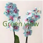 Green view Rare Exotic Live Orchid Flower Plant (Valentine's Blue) Dendrobium Live Plant Original Variety