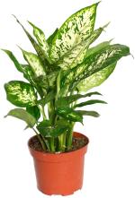 Corofitam Dieffenbachia PlantColour Kochu PlantUltima Gardening, Dieffenbechia Medium Ornamental Indoor Plant