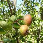 Kapebonavista Nashpati Plant Dwarf Pear Fruit Tree Nashpati Plant