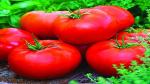 PLATONE High Yield Hybrid Rare BEEFSTEAK TOMATO Seeds(Pack Of2500 x seeds)