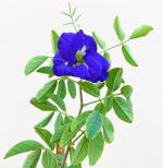 Baishnab Aparajita/ Butterfly Pea PlantShiuli PlantAparajita Flower Plant (A8)