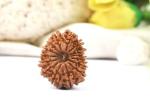 Feel Touch Mart 15 Mukhi Rudraksha Certified by Lab for Unisex