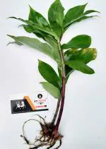 Platone Insulin PlantBio PlantInsulin Plant / Costus Igneus Live Plant - PACK OF 2