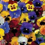 PARYAVARAAN Pansy Double flower mixed flower seed pack of 50 seeds