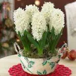 PARYAVARAAN Bulbs Hyacinth Flower Bulbs White pack of 15 bulbs