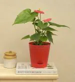 UGAOO Anthurium Live Plant With Self Watering Pot