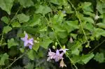 Coopany Thoothuvalai Live Plant/Climbing Brinjal Healthy Live Medicinal Plant With Safe & Secure Packing