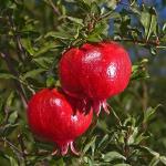Platone Pomegranate PlantBedana Plantj11