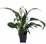 Earth Angels Peace Lily PlantPice Lili PlantPLT-198