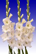 Plantogallery Gladiolus Alexandra Flower Bulb (Pack Of 10) | Outdoor Decor| Lawn and Garden| Garden| | Home Accessory| Home Decors| Lawn Accessory| Garending Accessory| Gladiolus Alexandra Flower Bulb|